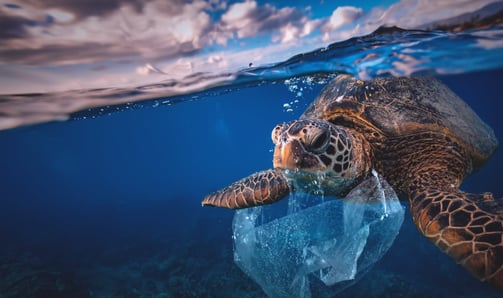 How To Use Analytics To Avoid Greenwashing