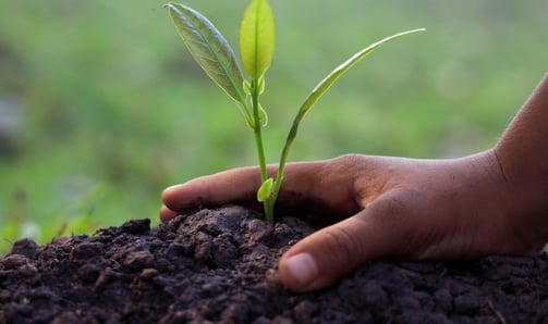 Sustainability Initiatives at the Lingaro Group