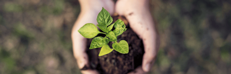 carbon offsetting 