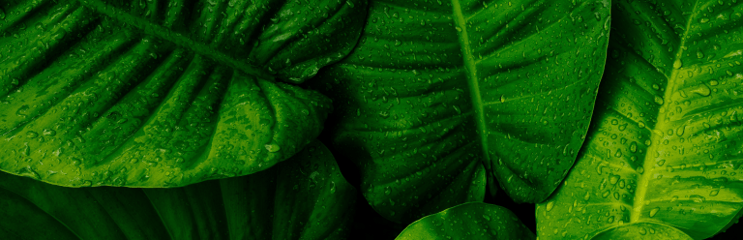 Greenwashing 