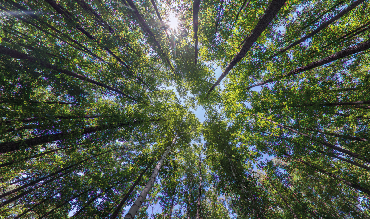 Making the Leap: A Business’s Guide to Net Zero